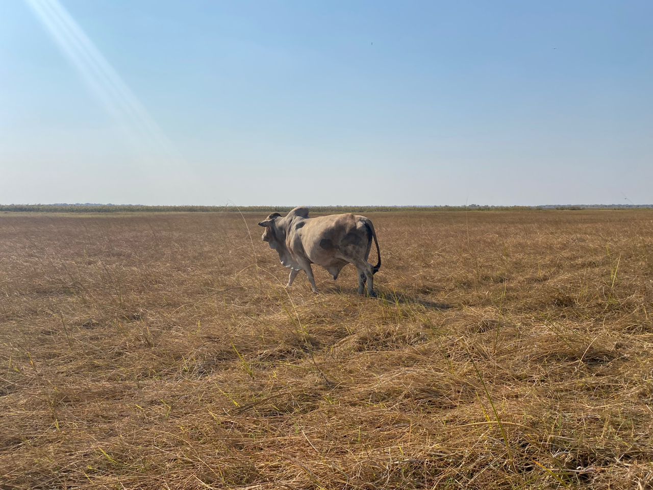 Healthy cattle
