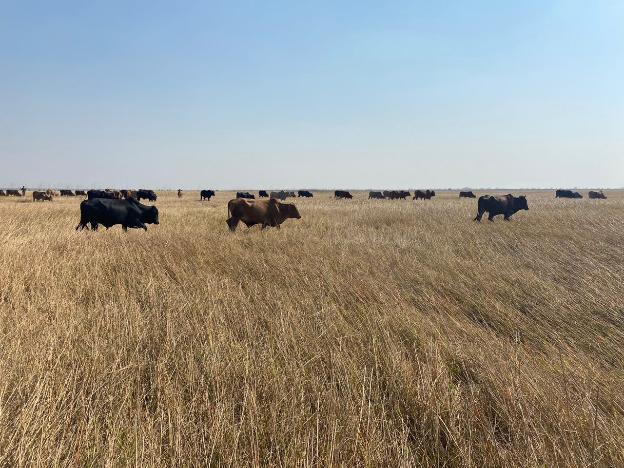 Restored pastures