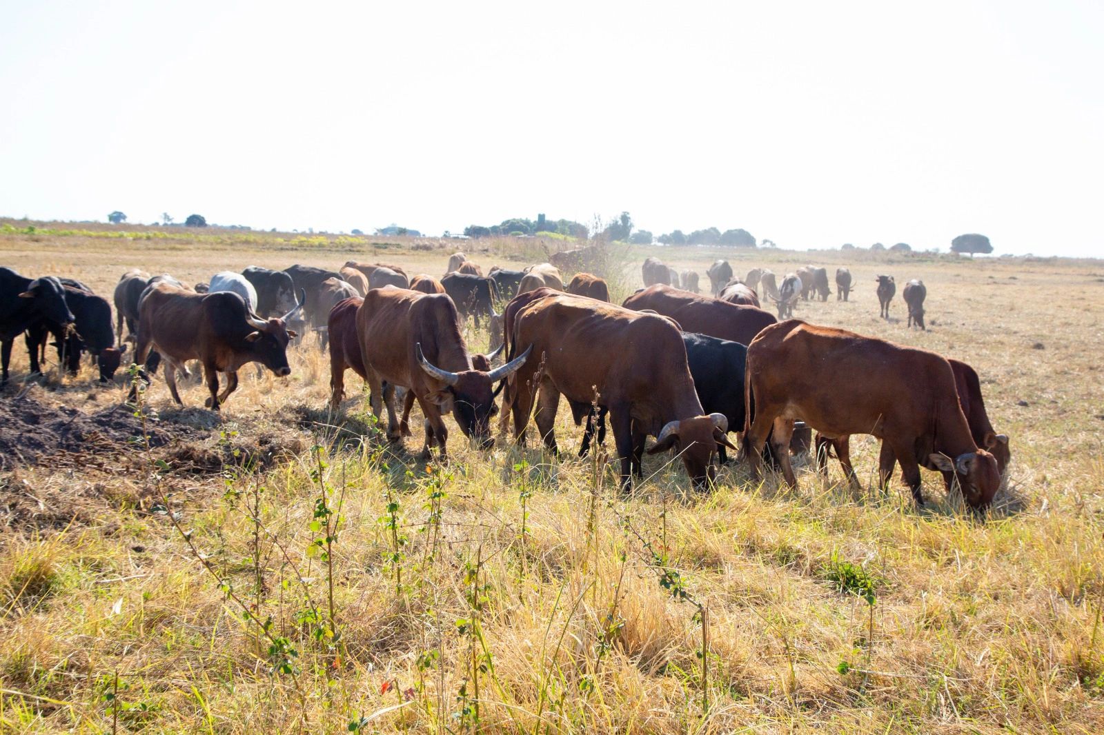 Barotse rangelands impact