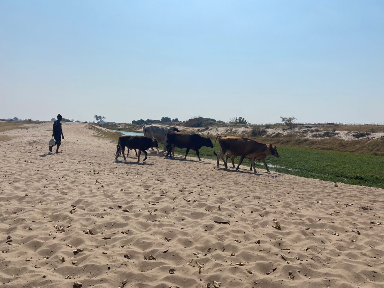 Cattle in field